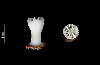 Description de l'image Caryophyllia aspera (MNHN-IK-2009-83).jpeg.