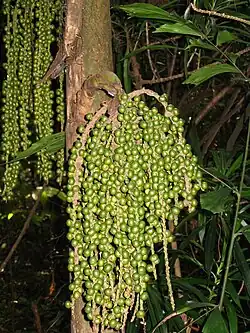 Palmier Caryota mitis