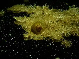 Description de l'image Cassiopea xamachana 2.jpg.