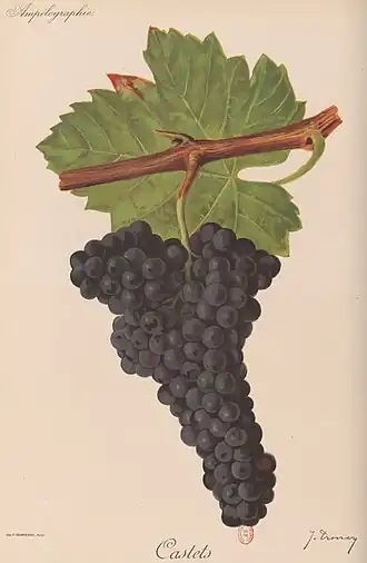 Castets (cépage)