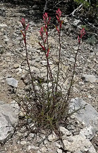 Description de l'image Castilleja linariifolia 1.jpg.