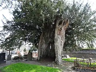 If funéraire de Castillon.