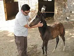 Dans une écurie, un homme avec des lunettes de soleil a ses mains posées de chaque côté de l'encolure d'un poulain.