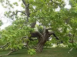 Catalpa du château de Bizy, à Vernon (27).