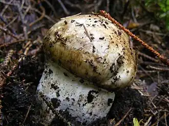 Description de cette image, également commentée ci-après