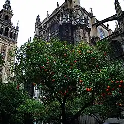 La Giralda et la cathédrale depuis le Patio de los Naranjos