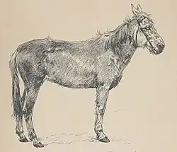 Dessin en noir et blanc d'une mule vue de profil