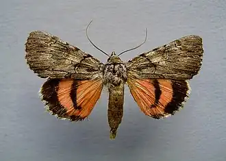 Catocala lupina, la Démasquée