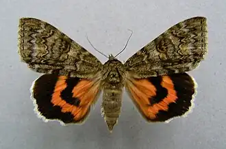 Catocala nupta, la Mariée
