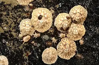 Catomeris polymerus (Catophragmidae).