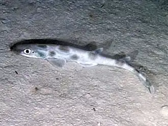 Description de l'image Catshark oedv2.jpg.