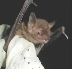 Description de l'image Cave Myotis.jpg.