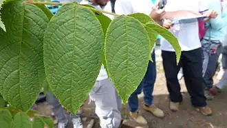 Description de l'image Cedro negro.JPG.