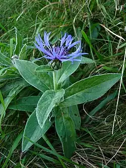 Centaurée des montagnes vers les Spitzkoepfe.