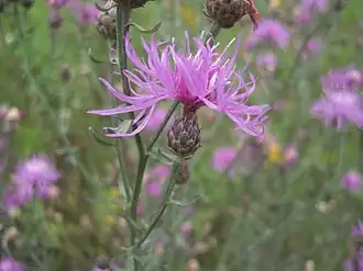 Description de cette image, également commentée ci-après