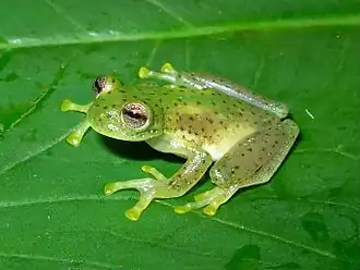 Description de l'image Centrolene quindianum01a.jpg.