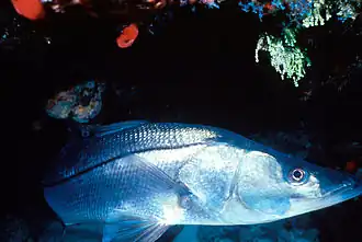 Description de l'image Centropomus undecimalis.jpg.