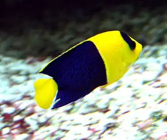Poisson-ange nain à deux bandes (Centropyge bicolor)