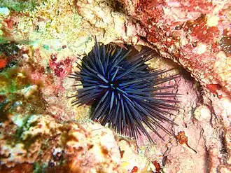 Centrostephanus tenuispinis