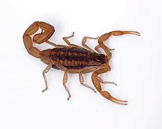 Description de l'image Centruroides infamatus 01.jpg.