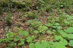 Photographie en couleurs d'un sol forestier proche d'un raidillon recouvert de feuilles mortes sur lequel poussent des plantes aux grandes feuilles cordiformes dépassées par des Céphalanthères à feuilles étroites en fleurs. Un jeune Hêtre, de jeunes Framboisiers et de petits Gaillets parsèment également le site.