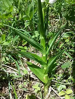 Photographie en couleurs de feuilles engainantes disposées sur la tige de façon alterne sur un même plan.
