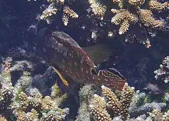 La selle caractéristique sur le pédoncule caudal.