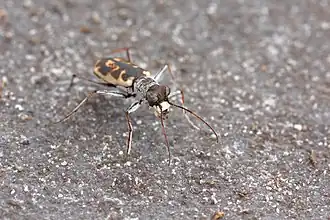 Description de cette image, également commentée ci-après