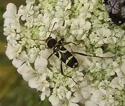 Clytus rhamni Germar, 1817