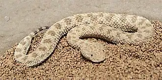 Cerastes vipera.