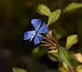 Fleur de Ceratostigma willmottianum