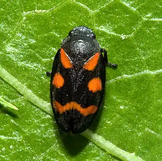 Description de l'image cercopis.jpg.