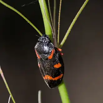 Description de cette image, également commentée ci-après