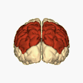 Les deux lobes pariétaux (en rouge).