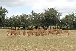 Un troupeau de cerfs axis.