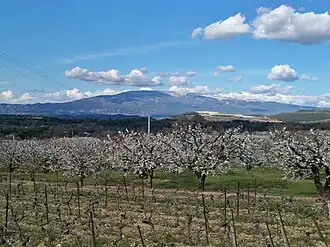 Image illustrative de l’article Cerise des coteaux de Vaucluse (IGP)