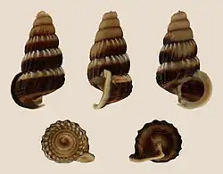 Cerithidea obtusa.