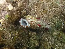 Un Cerithium non identifié