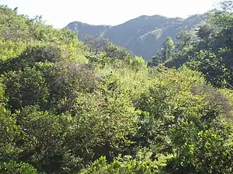 Bejuma (paroisse civile)