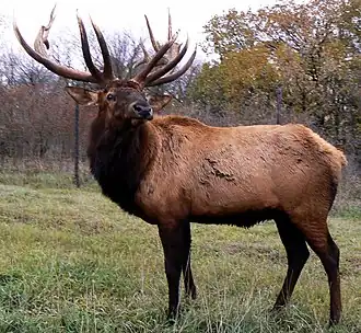Description de l'image Cervus canadensis2006.jpg.