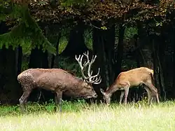 Cerf élaphe - mâle et femelle adultes.