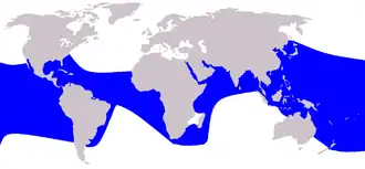 Description de l'image Cetacea range map Pantropical Spotted Dolphin.PNG.