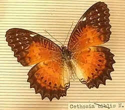 Cethosia biblis