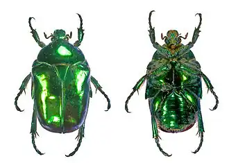 Description de cette image, également commentée ci-après