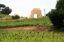 Vignes avec une arche au fond