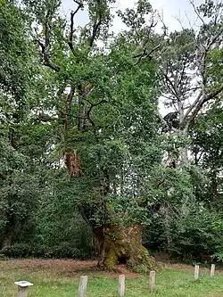 Chêne de Cantaure l'été