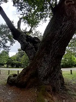 Tronc du chêne de Cantaure