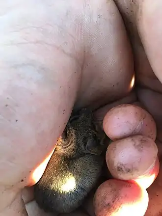 Description de l'image Chaetodipus californicus.jpg.