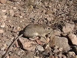 Description de l'image Chaetodipus intermedius intermedius 351159.jpg.