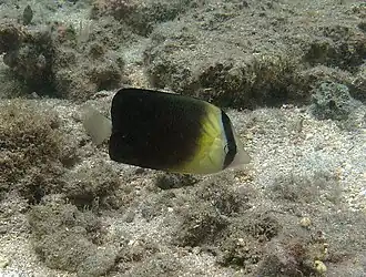 Chaetodon blackburnii